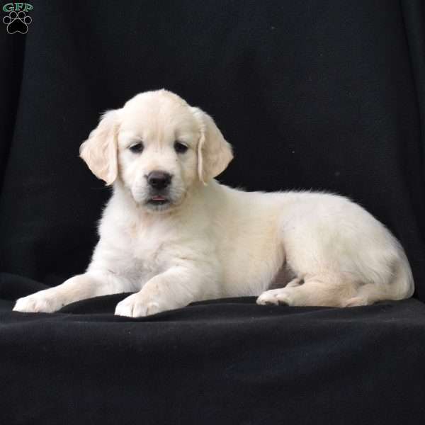 Roxie, English Cream Golden Retriever Puppy